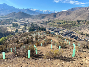V Región: Inician reforestación en cerro de Los Andes para compensar área intervenida por construcción del nuevo Aeródromo Peldehue